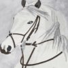 Sleep dis. horse